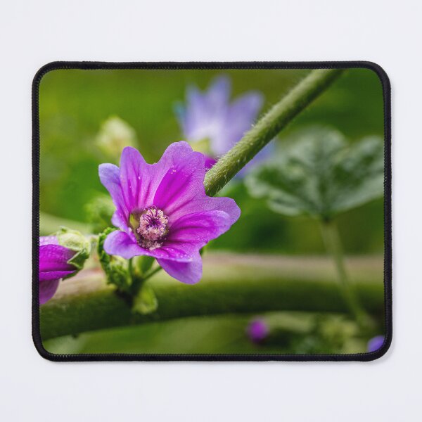 Item preview, Purple Mallow Flower Macro designed and sold by Rabee Khalil Photography.