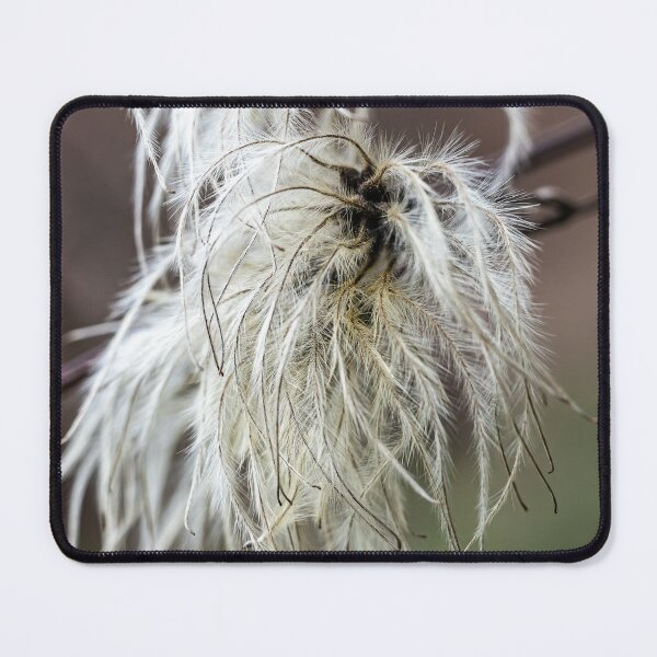 Item preview, Clematis Seeds with Soft Background designed and sold by Rabee Khalil Photography.