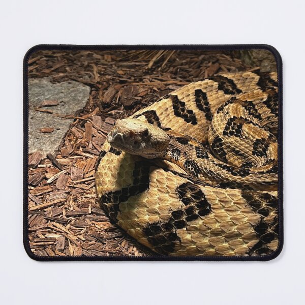 Item preview, Rattlesnake Photography designed and sold by dearlylilyart.