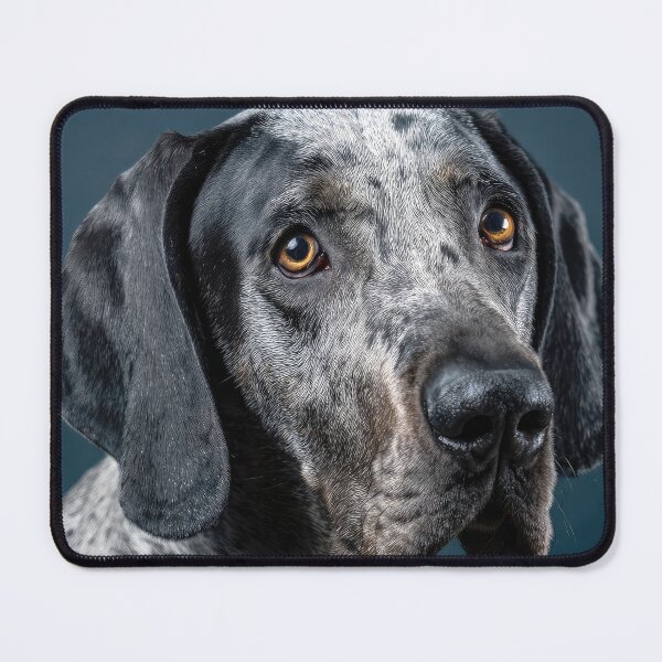 Item preview, Grand Bleu de Gascogne Portrait designed and sold by Elisabeth Lucas.