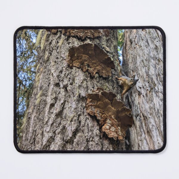 Item preview, Pacific Crest Trail in Oregon designed and sold by Designed by Southern Minnesota Guy.