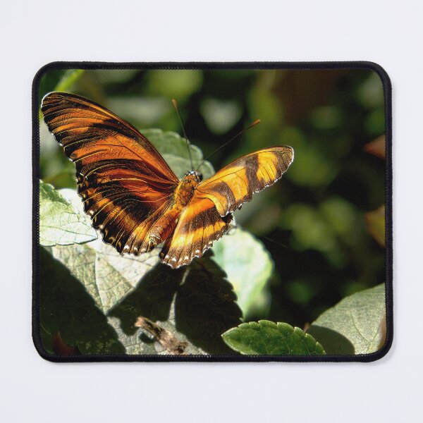 Item preview, Dryadula Phaetusa, Banded Orange Heliconian designed and sold by Armadillo222.