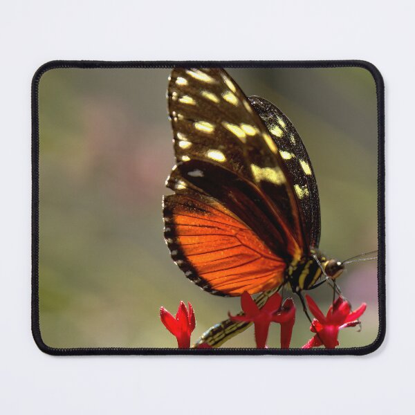 Item preview, Heliconius Hecale, the Tiger Longwing designed and sold by Armadillo222.
