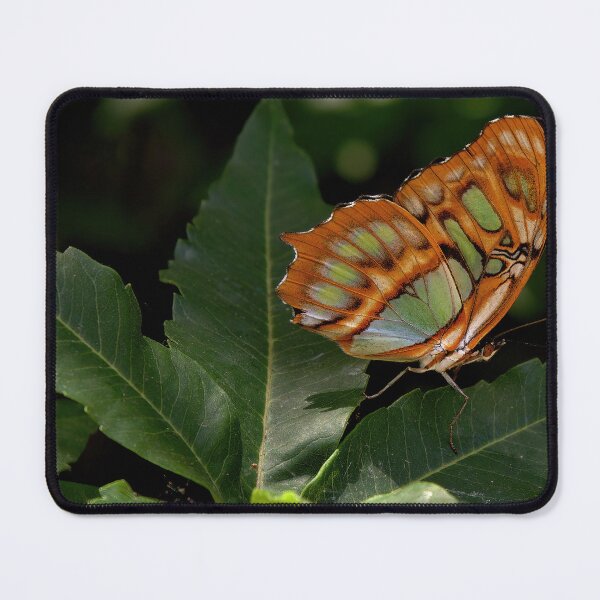 Item preview, Jewelwing Butterfly designed and sold by Armadillo222.