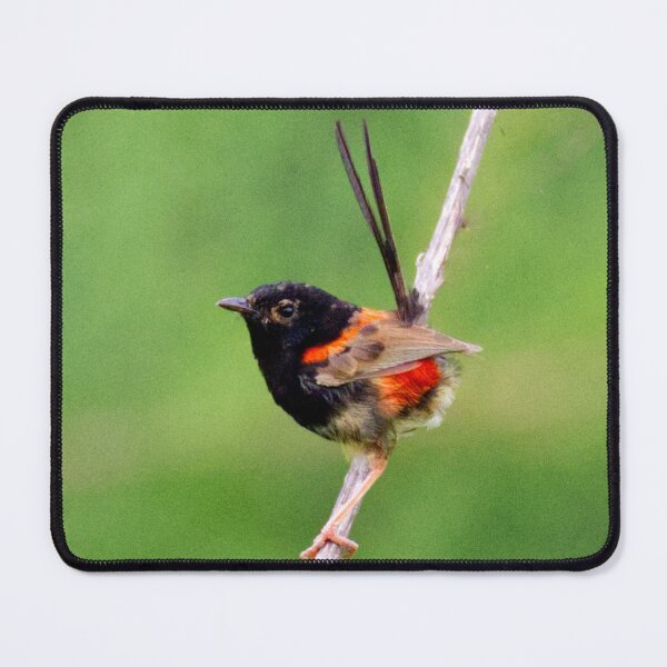 Item preview, Red-backed fairywren developing breeding colours designed and sold by BirdsAlive.