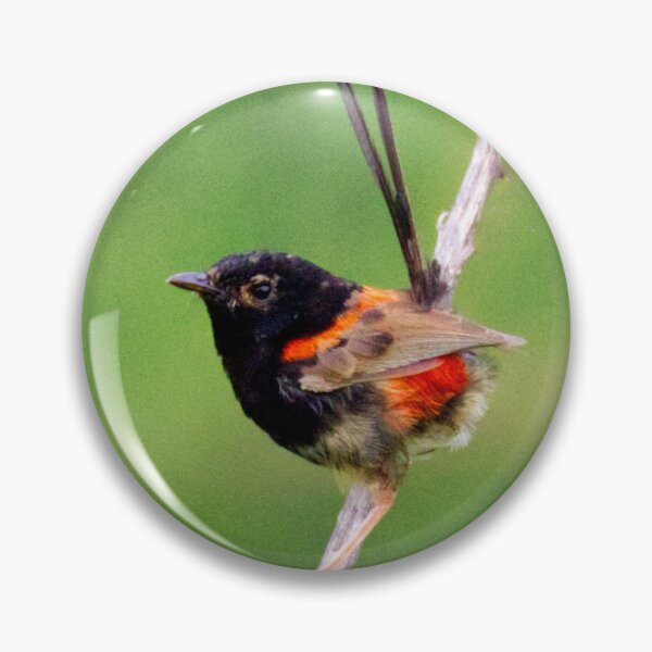 Item preview, Red-backed fairywren developing breeding colours designed and sold by BirdsAlive.