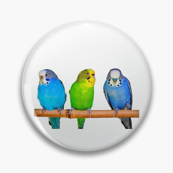 Item preview, Three Colorful Budgies on a Perch – Vibrant Parakeet Photography designed and sold by BlueRidgeBazaar.