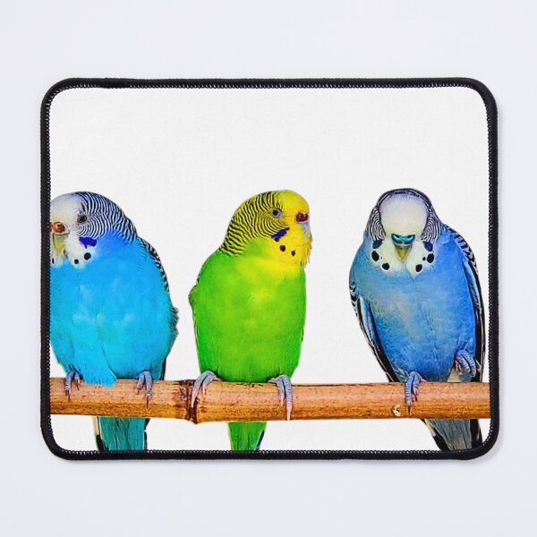 Item preview, Three Colorful Budgies on a Perch – Vibrant Parakeet Photography designed and sold by BlueRidgeBazaar.