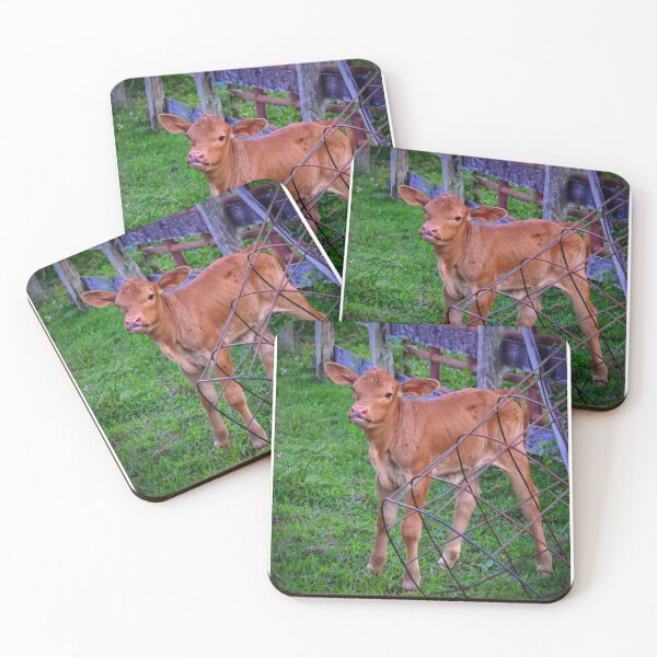 Item preview, Curious Calf in a Pasture – Rustic Farm Animal Photography designed and sold by BlueRidgeBazaar.