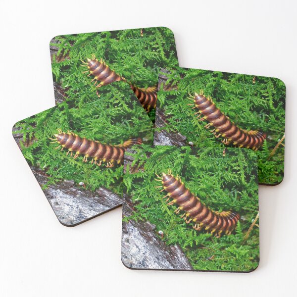 Item preview, Millipede in Mossy Forest Floor – Macro Invertebrate Nature Photography designed and sold by BlueRidgeBazaar.