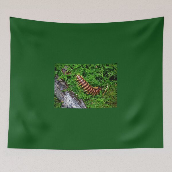 Item preview, Millipede in Mossy Forest Floor – Macro Invertebrate Nature Photography designed and sold by BlueRidgeBazaar.
