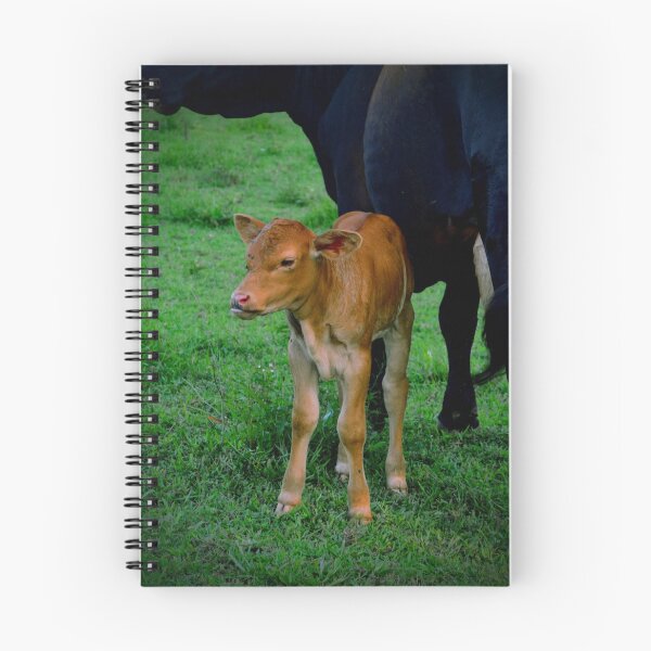 Aperçu de l'œuvre Veau nouveau-né au pré – Photographie d'animaux de ferme tendres créée et vendue par BlueRidgeBazaar.