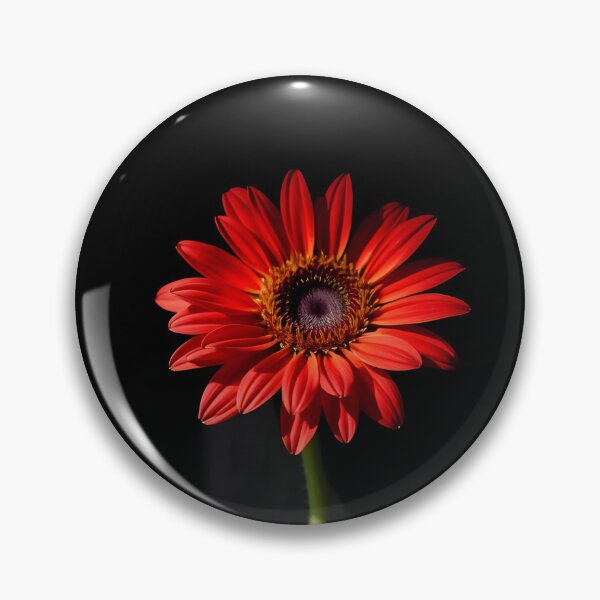 Item preview, Striking red Gerbera daisy with a single stem set against a deep black background, highlighting its vibrant petals and delicate details	 designed and sold by FRH Design ⭐⭐⭐⭐⭐.