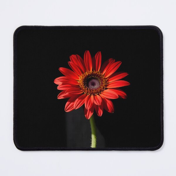 Item preview, Striking red Gerbera daisy with a single stem set against a deep black background, highlighting its vibrant petals and delicate details designed and sold by FRH Design ⭐⭐⭐⭐⭐.