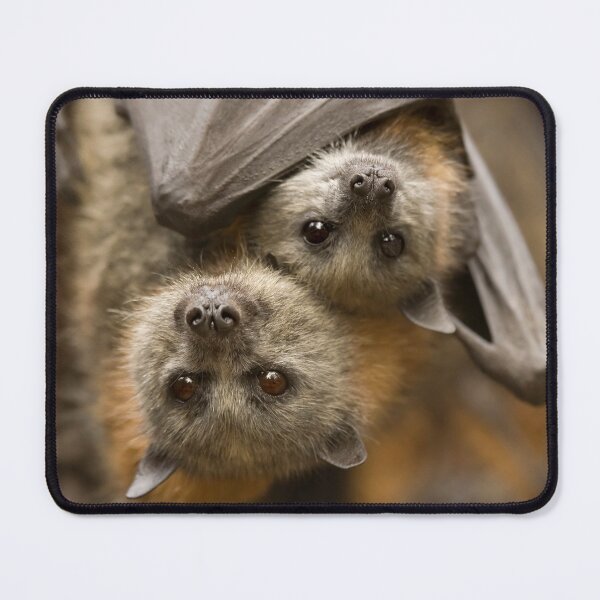 Item preview, Hang In there designed and sold by DawsonImages.