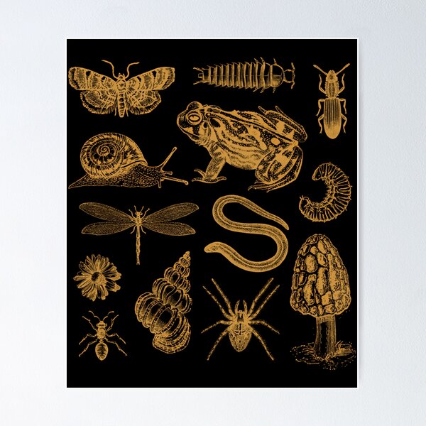 Item preview, Vintage Biology Collage – Frog Mushroom Snail Moth designed and sold by folgersolarzj.