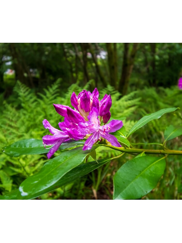 Thumbnail 3 of 3, Scarf, Enchanting Rhododendrons designed and sold by RJWImages.