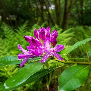 Artwork thumbnail, Enchanting Rhododendrons by RJW Images