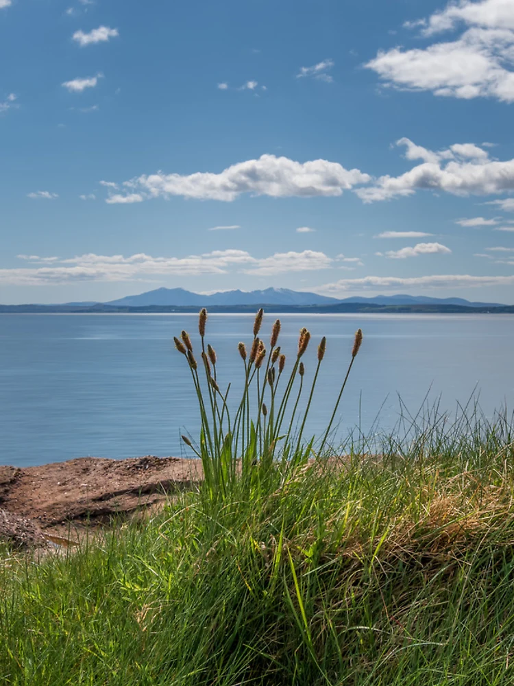 Thumbnail 4 of 4, iPhone Case, Wemyss Bay Shore Rushes designed and sold by RJW Images.