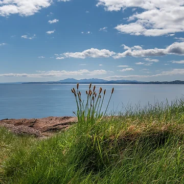 Artwork thumbnail, Wemyss Bay Shore Rushes by RJW Images
