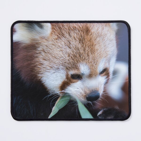 Item preview, Red panda eating bamboo leaves in a close-up wildlife portrait designed and sold by RastislavS.