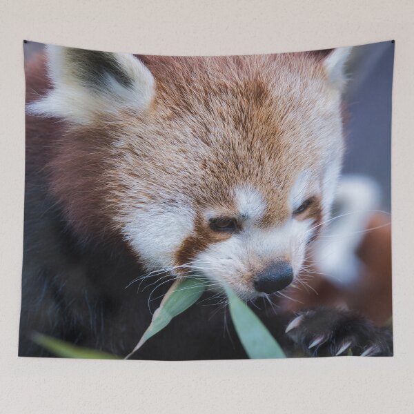 Item preview, Red panda eating bamboo leaves in a close-up wildlife portrait designed and sold by RastislavS.