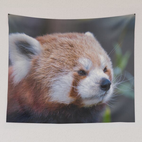 Item preview, Close-up portrait of a red panda with soft fur and calm expression designed and sold by RastislavS.