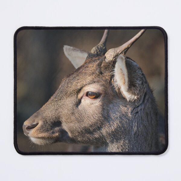 Item preview, Close-up portrait of a fallow deer buck with growing antlers in natural light designed and sold by RastislavS.