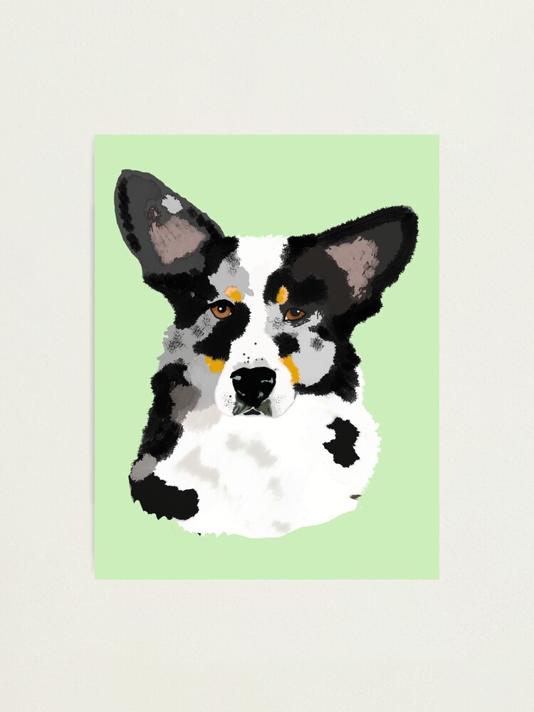 blue cardigan corgi