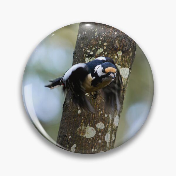 Item preview, Fly eyes half shut. Great Spotted Woodpecker designed and sold by Jouko Lehto Photography.
