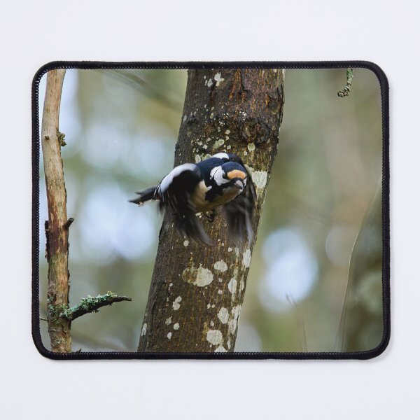 Item preview, Fly eyes half shut. Great Spotted Woodpecker designed and sold by Jouko Lehto Photography.
