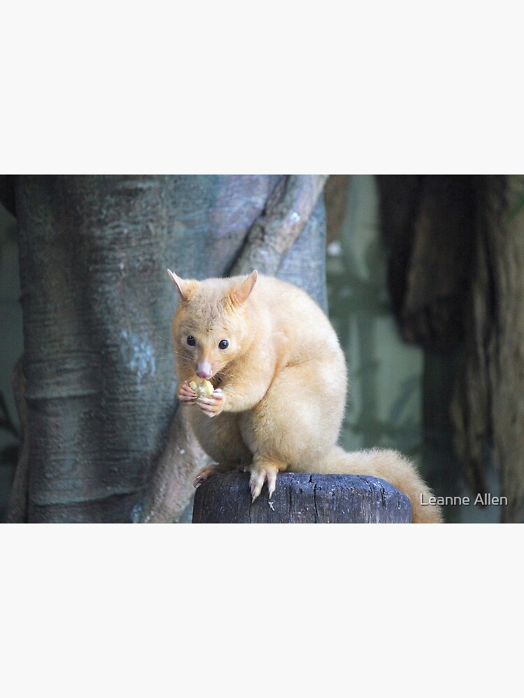 Golden Brushtail Possum Postcard By Leanneallen Redbubble