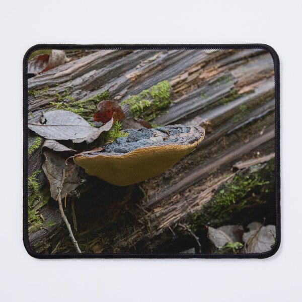 Item preview, Fall. Willow bracket 2025 designed and sold by Jouko Lehto Photography.