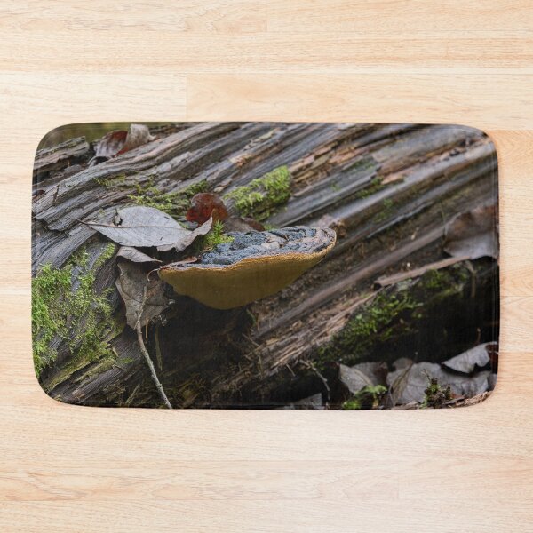 Item preview, Fall. Willow bracket 2025 designed and sold by Jouko Lehto Photography.