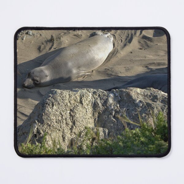Item preview, Coastal : Seal at Rest designed and sold by Armadillo222.