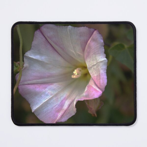 Item preview, Whisper of Morning Light designed and sold by Armadillo222.