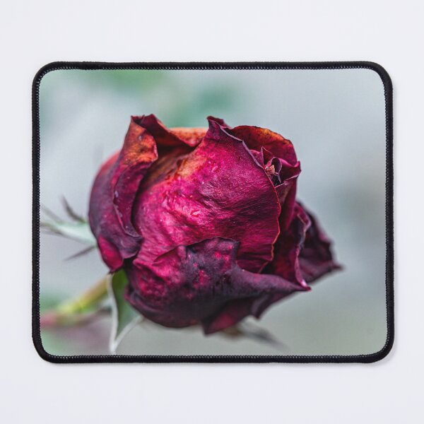 Item preview, Dried Rose Petals designed and sold by Rabee Khalil Photography.