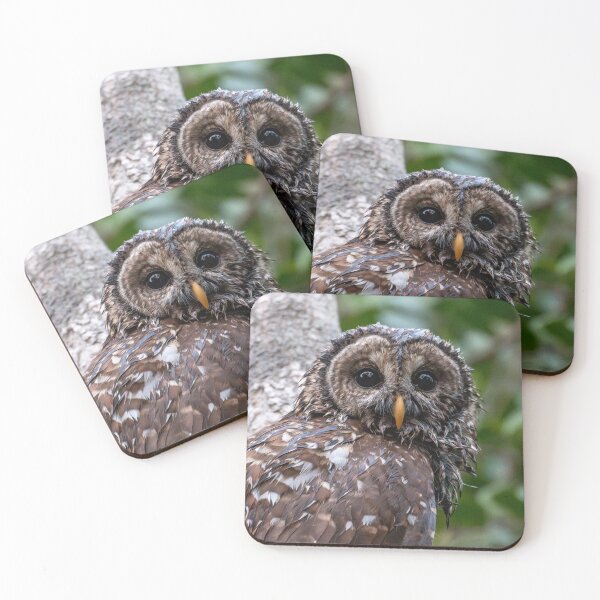Item preview, Barred Owl Portrait designed and sold by SeeThemClearly.