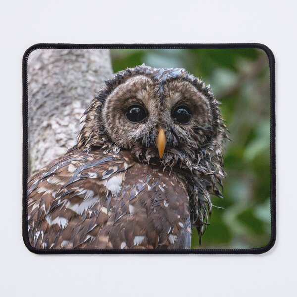 Item preview, Barred Owl Portrait designed and sold by SeeThemClearly.