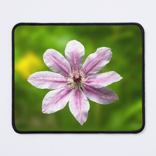Item preview, Clematis Nelly Moser designed and sold by annasofia.