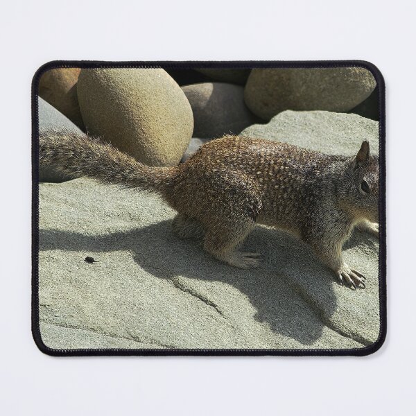 Item preview, Rock Sentinel: Squirrel in Coastal Terrain designed and sold by Armadillo222.