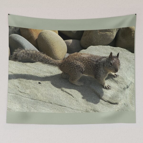 Item preview, Rock Sentinel: Squirrel in Coastal Terrain designed and sold by Armadillo222.