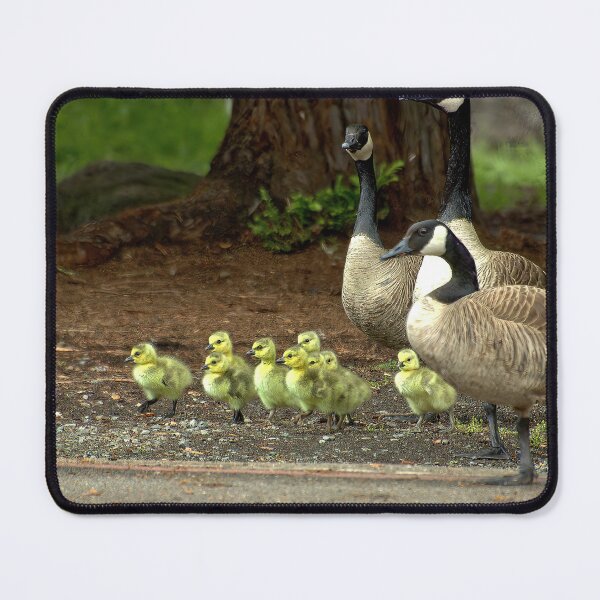 Item preview, Woodland March: Canada Geese and Goslings designed and sold by Armadillo222.