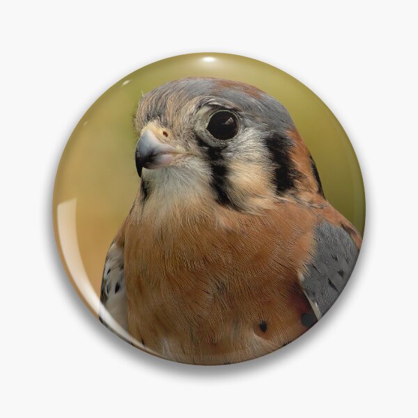 Item preview, Focused Gaze of the American Kestrel designed and sold by Armadillo222.