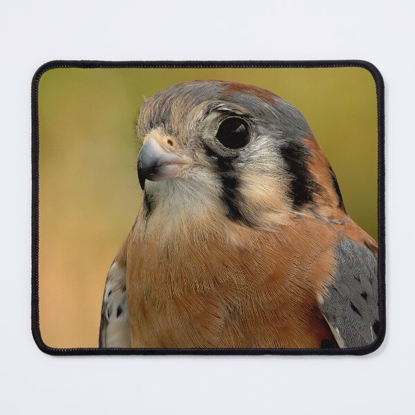 Item preview, Focused Gaze of the American Kestrel designed and sold by Armadillo222.