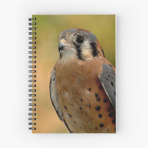 Item preview, Focused Gaze of the American Kestrel designed and sold by Armadillo222.