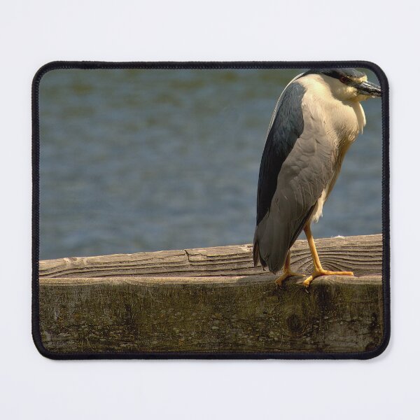 Item preview, Black-Crowned Night Heron on Dockside Watch designed and sold by Armadillo222.