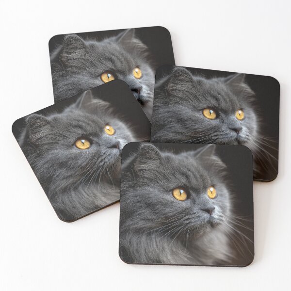 Item preview, Gray British Longhair Cat Portrait on Black designed and sold by Elisabeth Lucas.