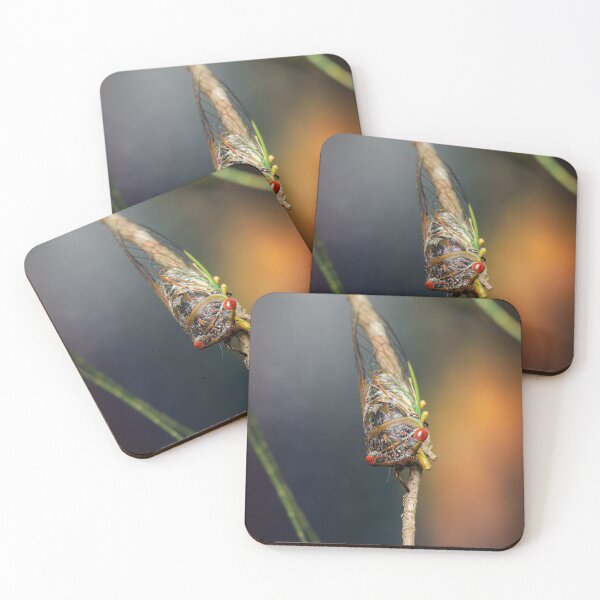Item preview, Psaltoda claripennis Cicada designed and sold by robdwildlife.
