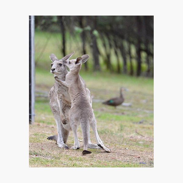Item preview, Cute Kangaroo mother and Joey designed and sold by J7Simpson.